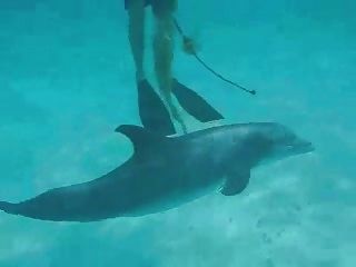 Nadar Con Un Delfín Frisky